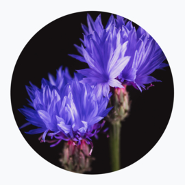 Paarse bloemen op muurcirkel