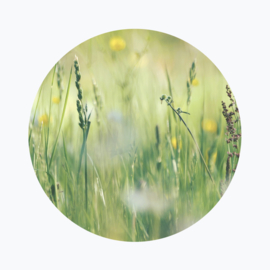 Groene bloemen betekenis