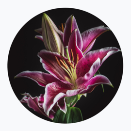 Roze bloemen op muurcirkel