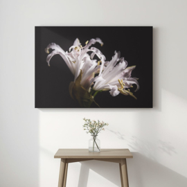 Nerine bowdenii op canvas