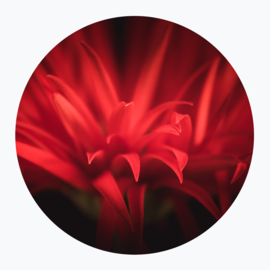 Rode bloemen op muurcirkel