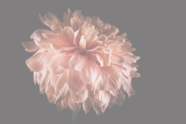 Bloemen liggend