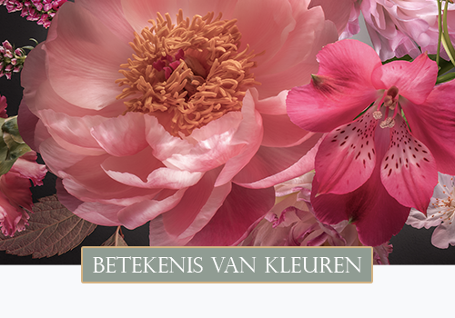 Ontdek de betekenis van bloemkleuren