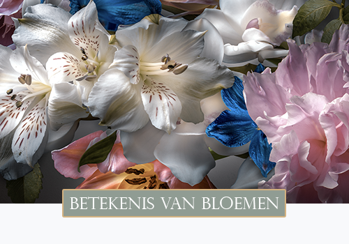 Ontdek de betekenis van bloemen