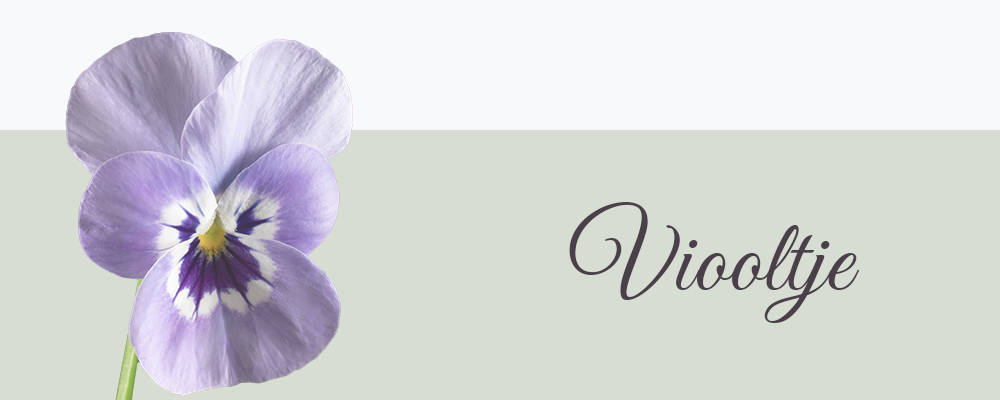 Viooltje geboortebloem van februari