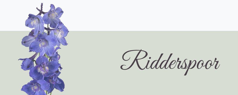 Ridderspoor geboortebloem van juli