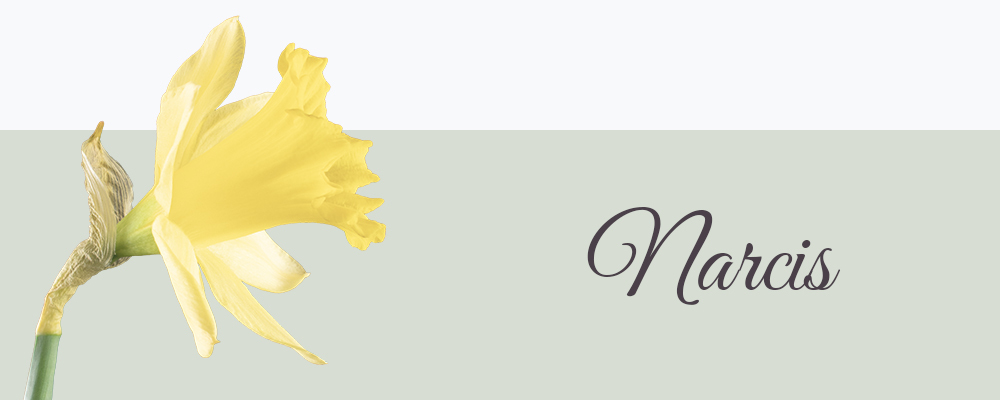 Narcis geboortebloem van maart
