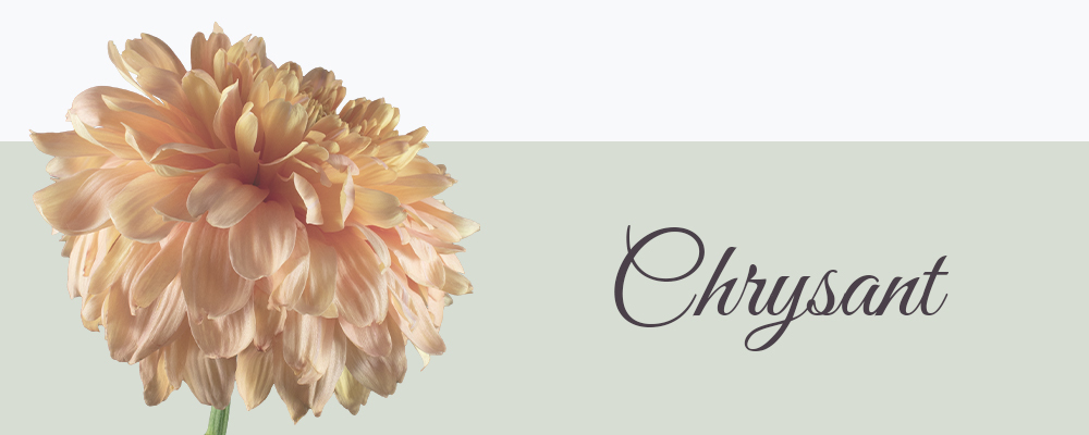 Chrysant geboortebloem van november