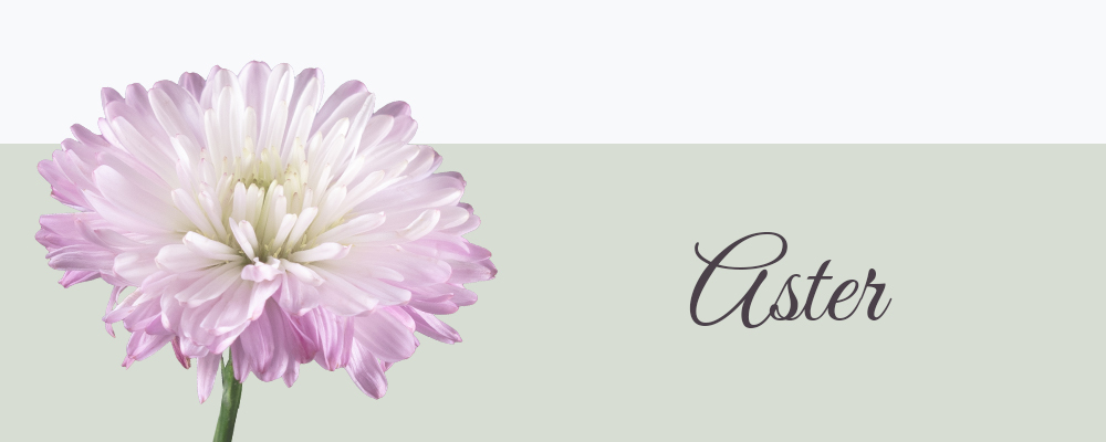 Aster geboortebloem van september