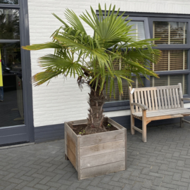 Palm Trachycarpus in hardhouten bak