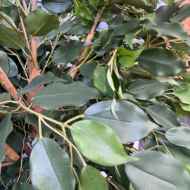 Kunstplant ficus op stam 180 cm.