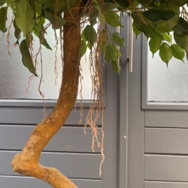 Kunstplant ficus op stam 180 cm.