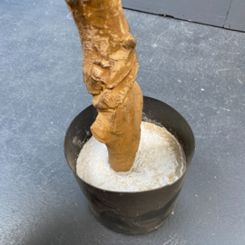 Kunstplant ficus op stam 180 cm.
