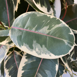 Kunstplant bonte ficus op stam 210 cm.