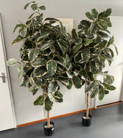 Kunstplant bonte ficus op stam 210 cm.