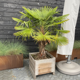 Palm Trachycarpus in hardhouten bak