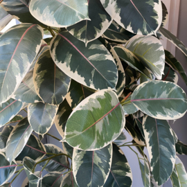 Kunstplant bonte ficus op stam 210 cm.