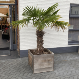 Palm Trachycarpus in hardhouten bak