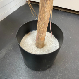 Kunstplant bonte ficus op stam 210 cm.