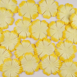 Papieren Bloem Crème Met Gele Rand