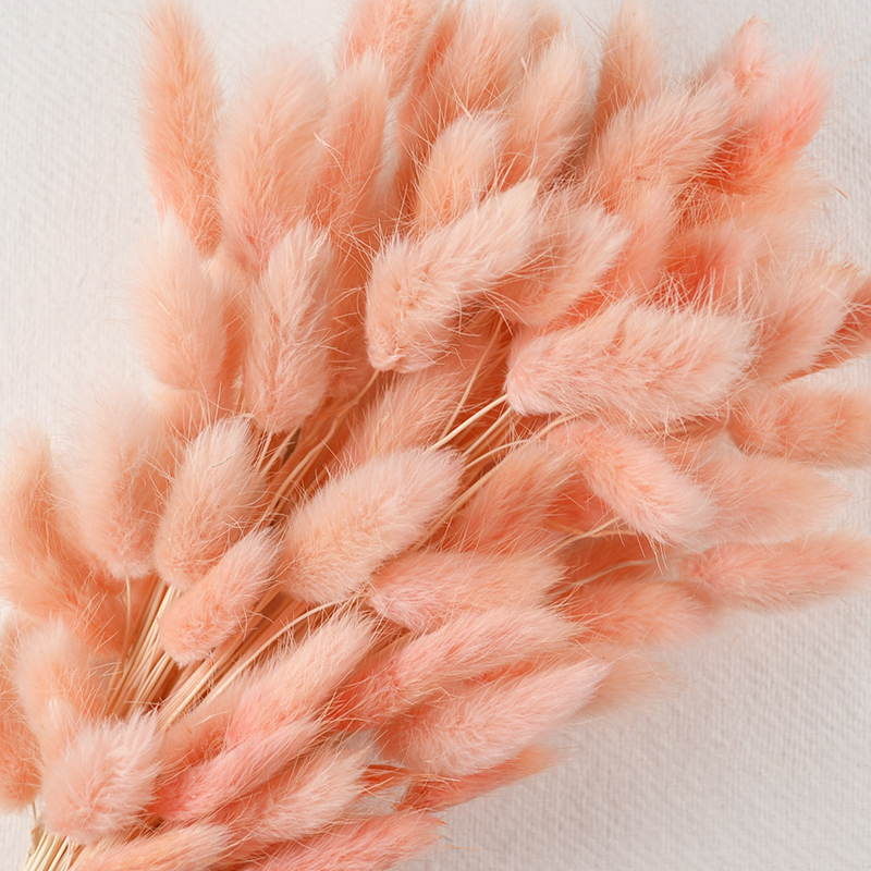 Droogbloem Lagarus – Zachte Zalmkleur
