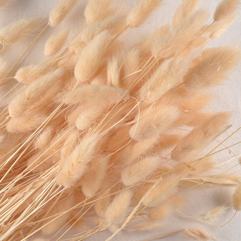 Droogbloem Lagarus – Naturel en Fluweelzacht