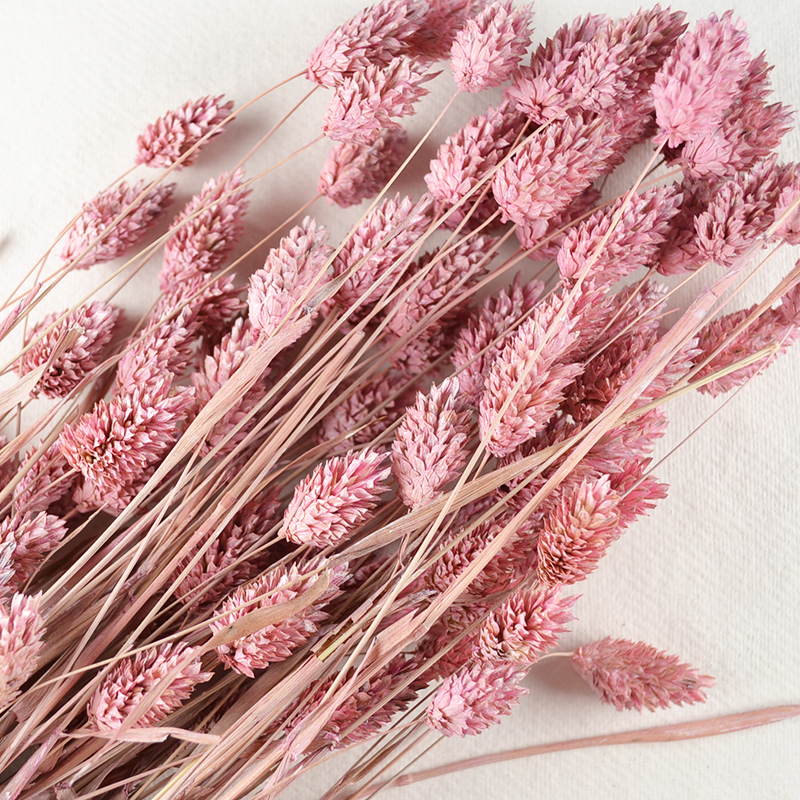 Droogbloem Phalaris – Roze met Fijne Structuur