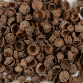 Natuurlijke Eikeldopjes voor Kransen en Bloemstukken
