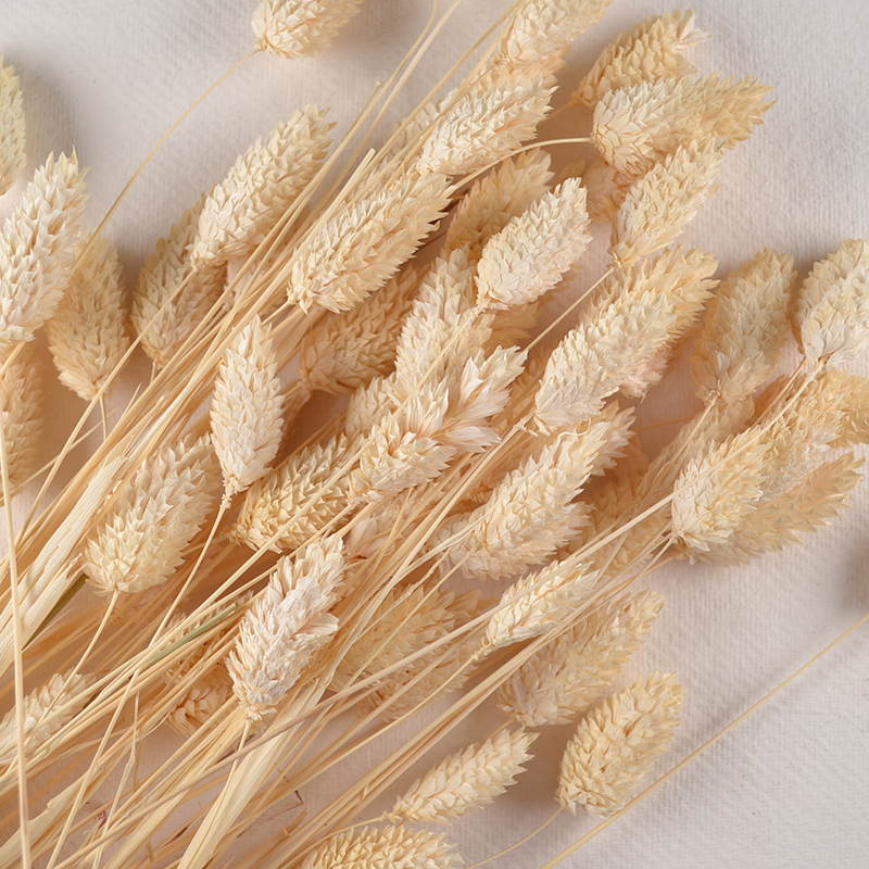 Droogbloem Phalaris – Naturel met Structuur