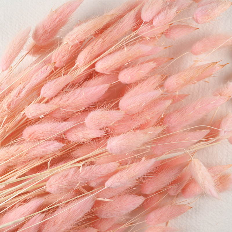 Droogbloem Lagurus – Zalmroze met Zachte Pluimpjes