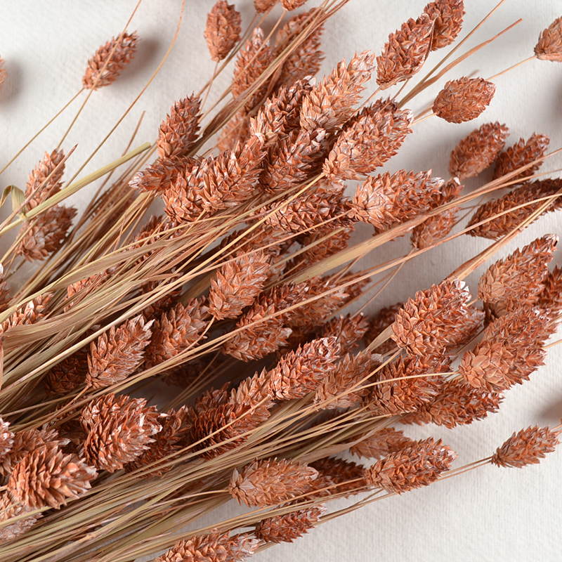 Droogbloem Phalaris – Warme Roestkleur