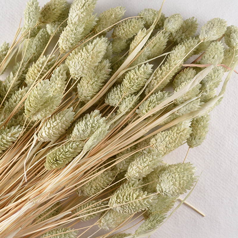 Droogbloem Phalaris – Licht Mint met Structuur
