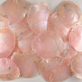 Grote Schelp Zalmroze