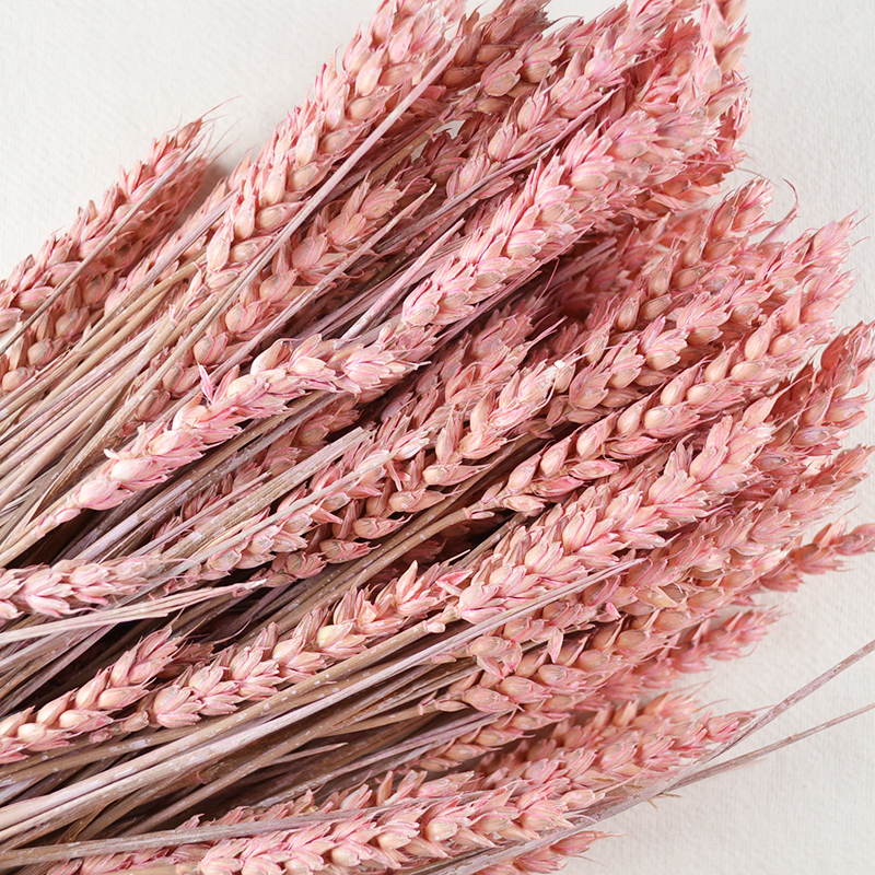 Droogbloem Tarwe – Roze met Zachte Glans