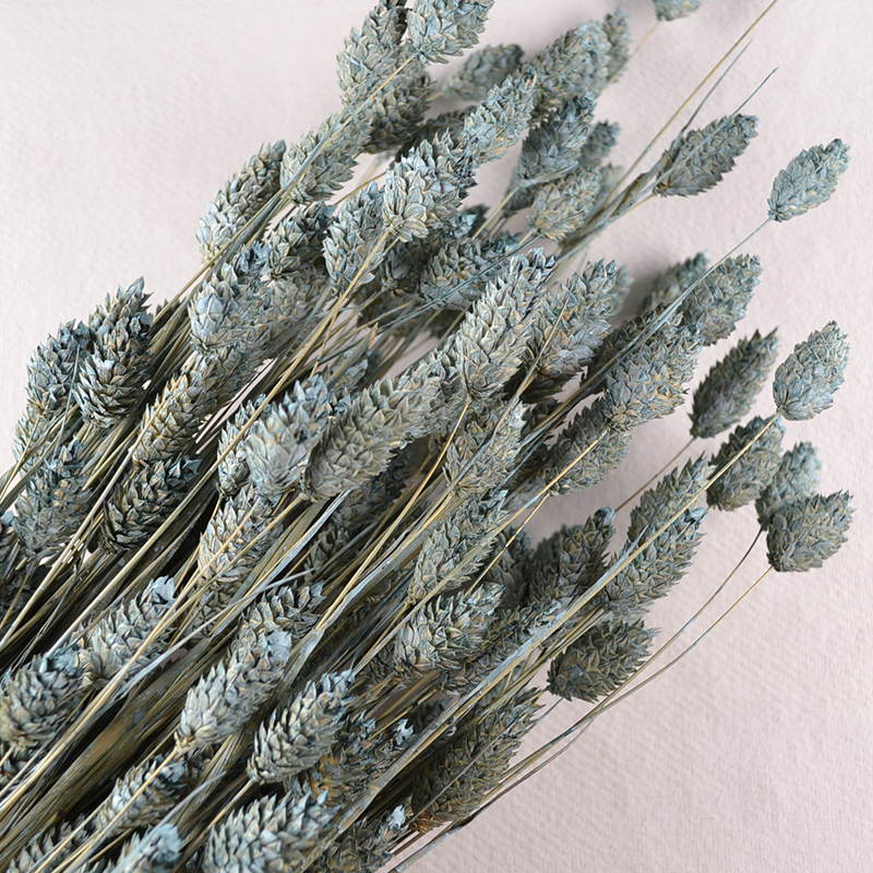 Droogbloem Phalaris – Jadekleur met Structuur