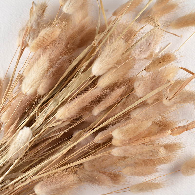 Lagarus Droogbloem – Lichtbruin en Fluweelzacht