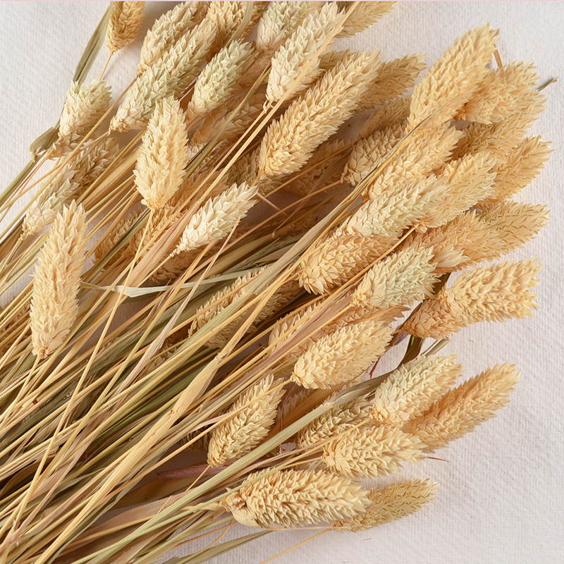 Droogbloem Phalaris – Donker Naturel Klassiek
