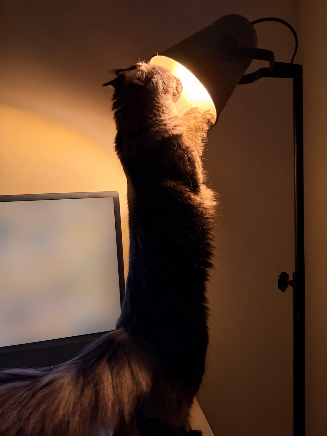 Maine Coon Lotte staat op haar achterpoten en onderzoekt nieuwsgierig de bureaulamp naast de computer.