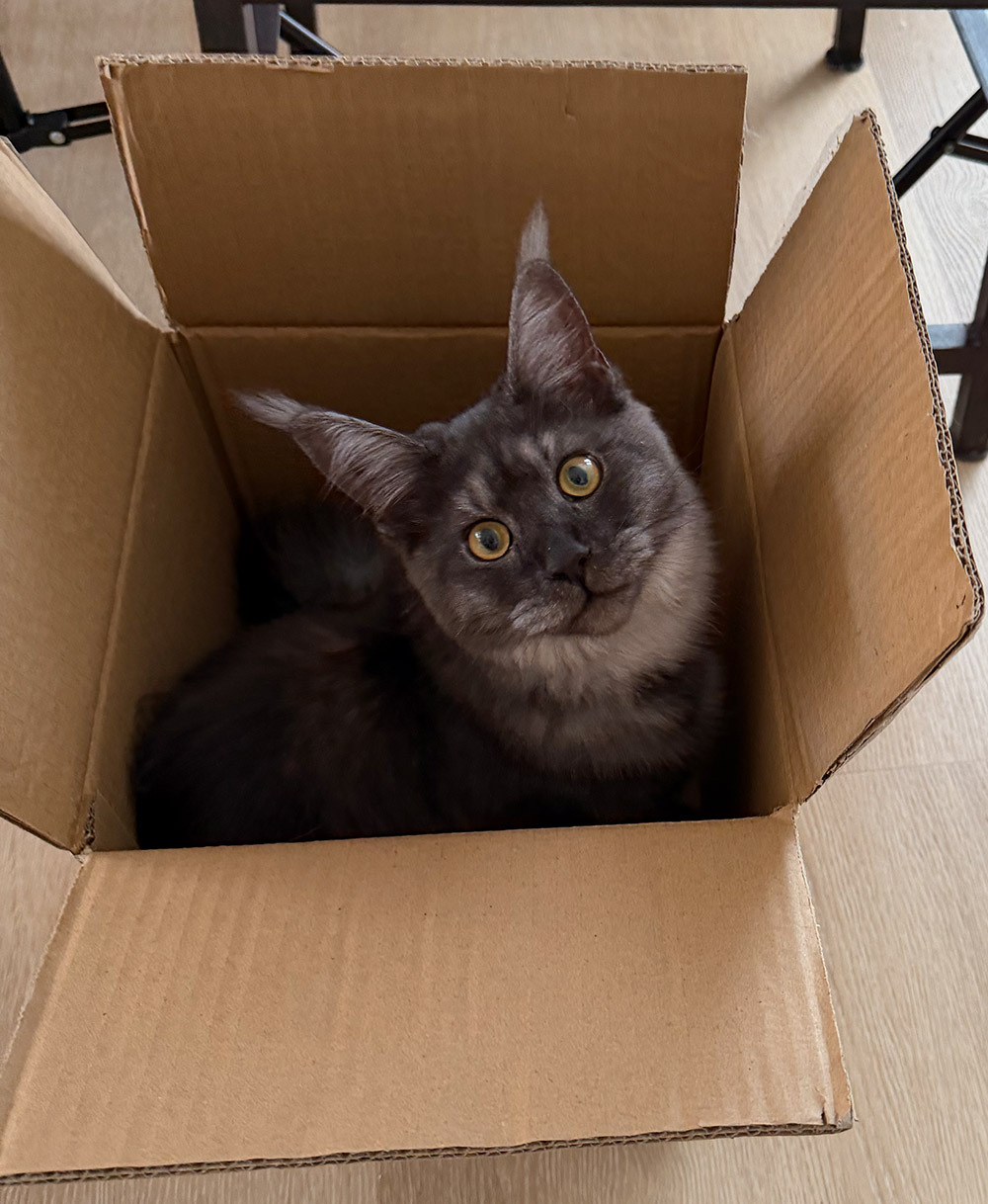 Maine Coon Lotte zit nieuwsgierig in een open kartonnen doos en kijkt omhoog naar de camera.