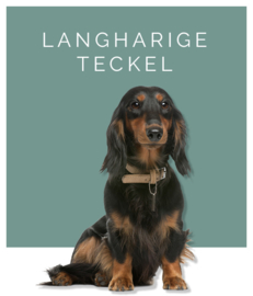 Langharige teckel