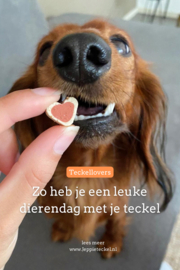 Zo heb je een leuke dierendag met je teckel