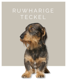 Ruwharige teckel