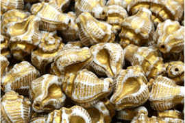 Murex Shell Beads | per 6 stuks