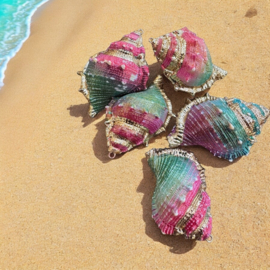 Regenboog schelp | per stuk | 40-60mm