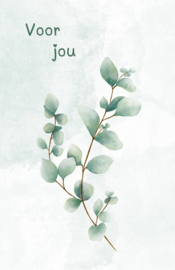 Minikaartjes Eucalyptus (3 stuks)