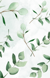 Minikaartjes Eucalyptus (3 stuks)