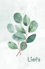 Minikaartjes Eucalyptus (3 stuks)