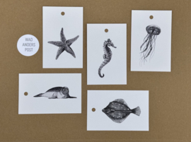 Cadeaulabels Zeedieren set 1, set van 5 - Zeester - Zeepaard - Kwal - Zeehond - Schol