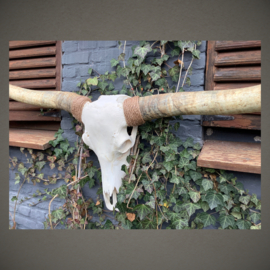 Longhorn Skull