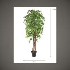 Ficus Liana | 175 cm